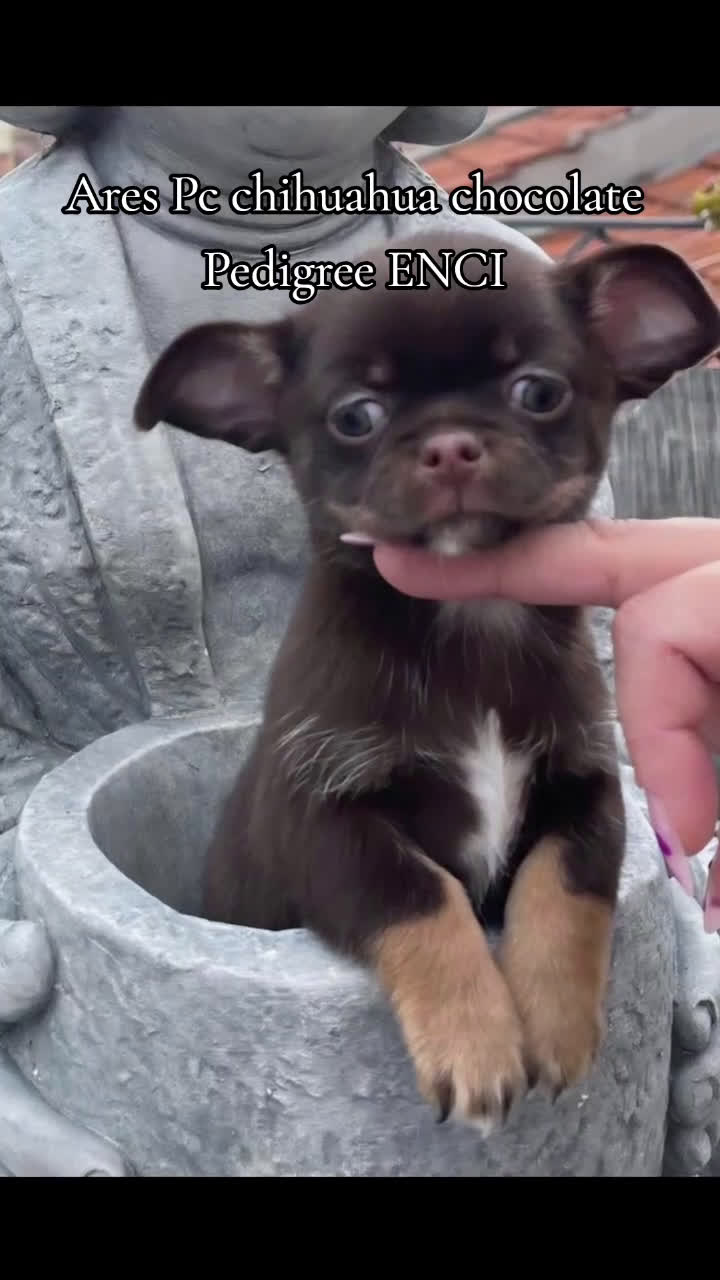 Chihuahua cani in vendita: Chihuahua chocolate Pedigree ENCI - Video 1