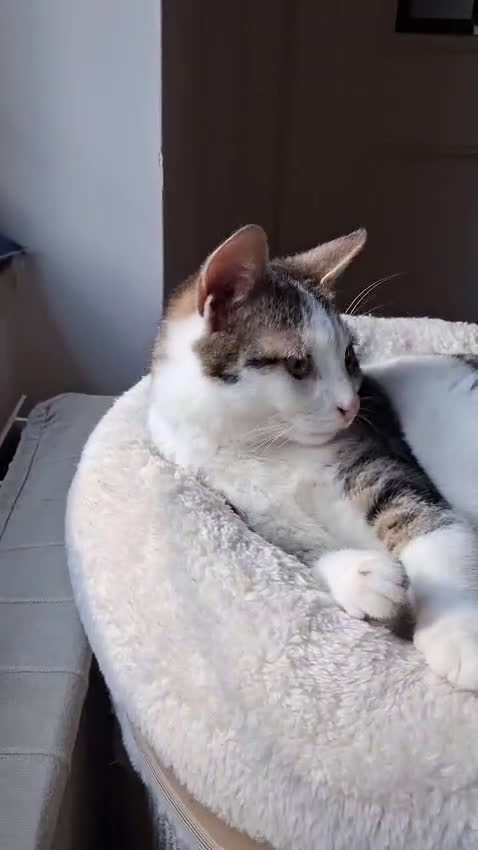 Europeo gatti in regalo: PAOLINO GATTINO DOLCE E AFFETTUOSISSIMO - Video 1