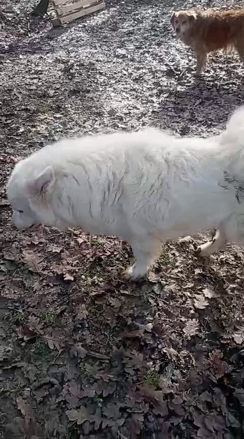 Meticcio cani in regalo: 3 anni, carattere splendido, bello e simpatico  - Video 1