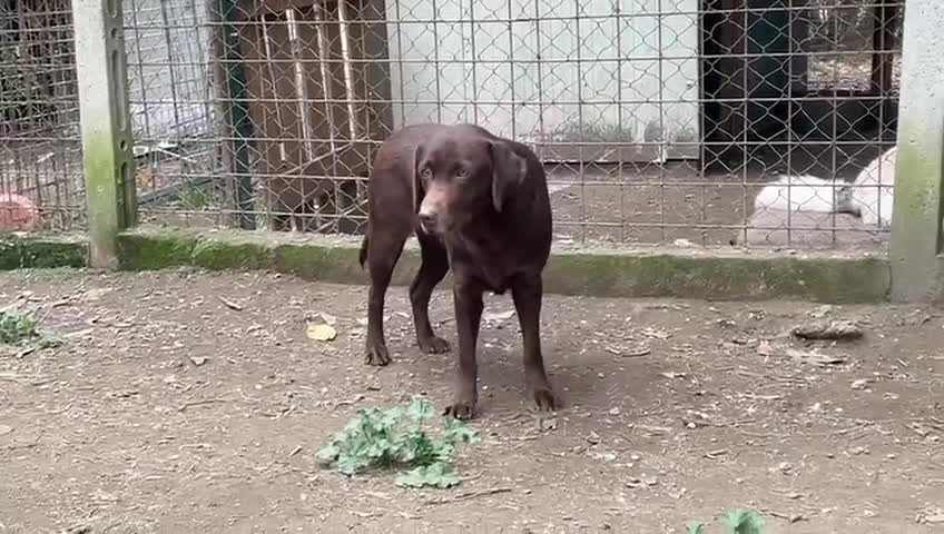 Labrador cani in regalo: KUBRA stupenda - cieca - timida - Video 1