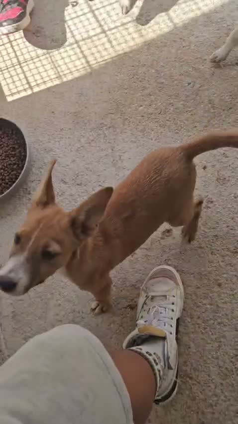 Meticcio cani in regalo: Velvet: 3 mesi taglia contenuta  - Video 1