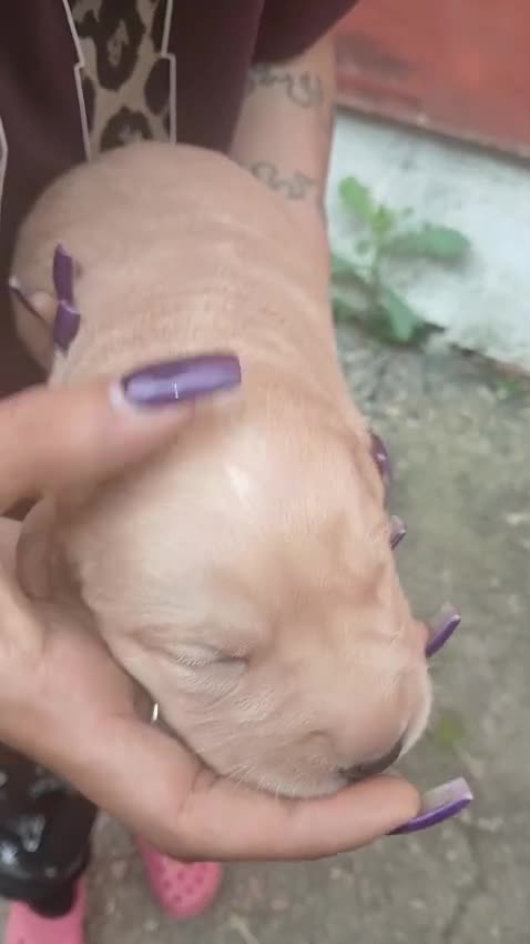 Labrador cani in vendita: Cuccioli di labrador  - Video 1