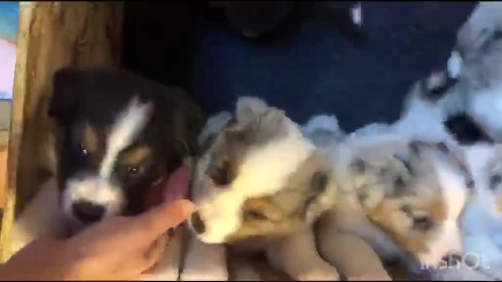 Australian Shepherd cani in vendita: Meravigliosi cuccioli di Pastore Australiano - Video 1