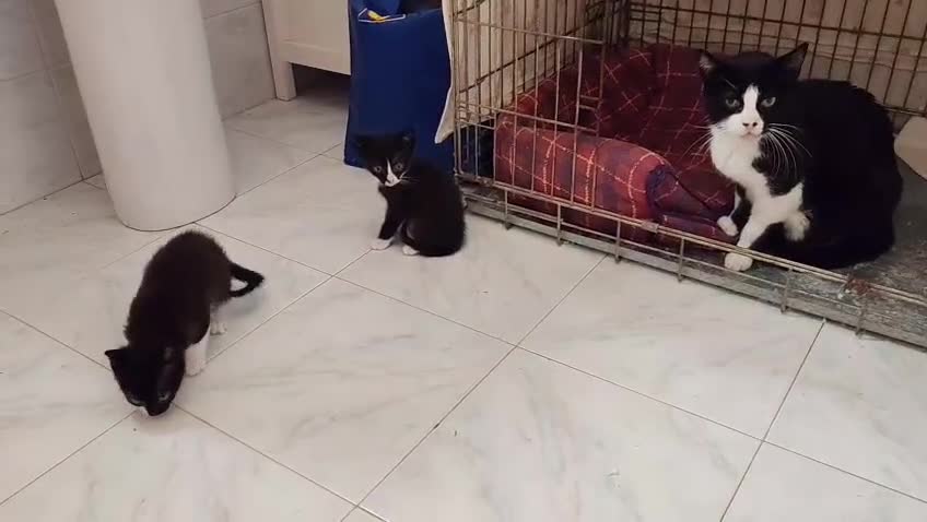 Meticcio gatti in regalo: Giovane micetta impaurita, e i suoi cuccioli - Video 2