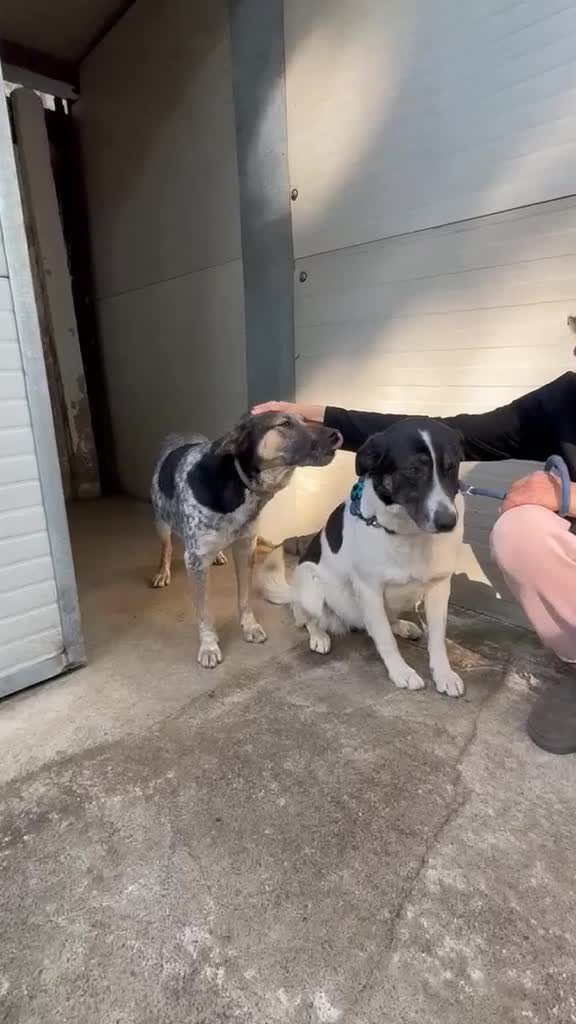 Meticcio cani in regalo: Splendida meticcia - DIVY - Video 1
