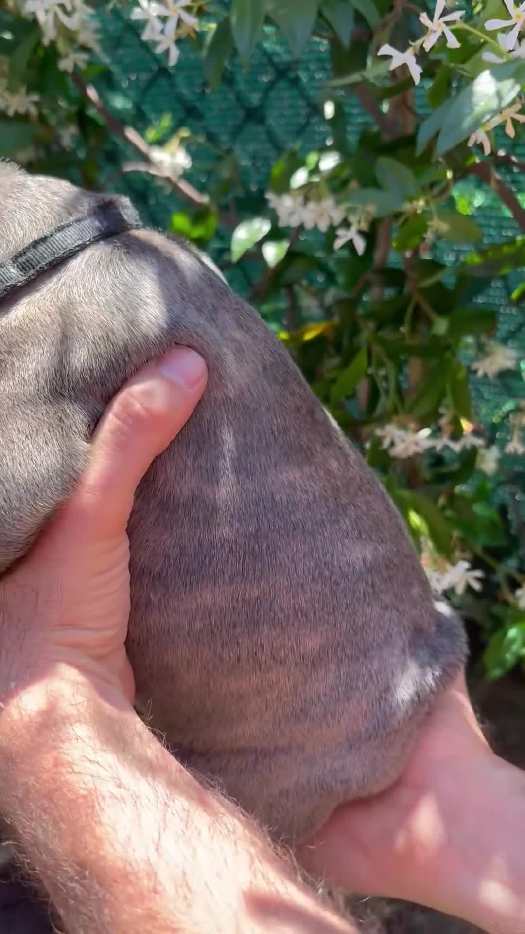 Bulldog Francese cani in vendita: Cucciolo di bulldog francese  - Video 2