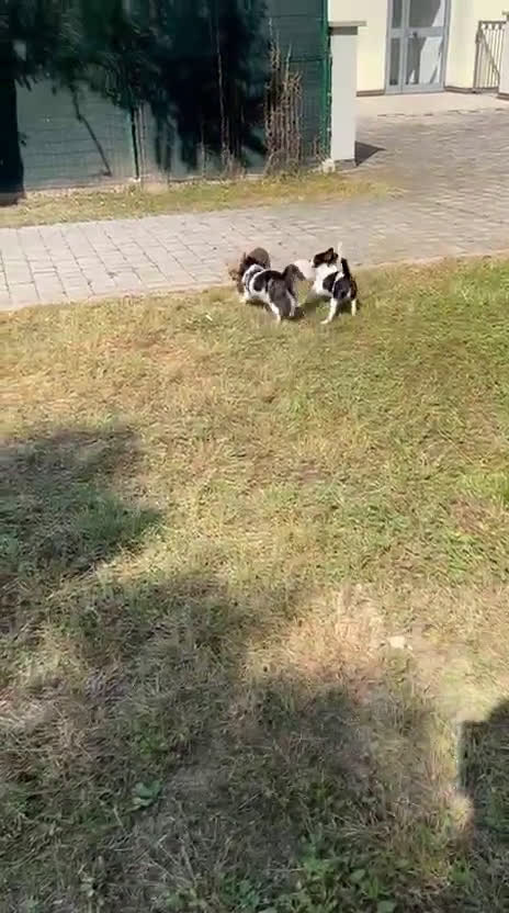 Chihuahua cani in vendita: Chihuahua femmina pedigree pelo corto fawn - Video 1