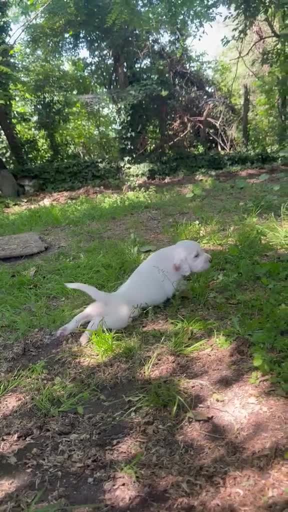 Setter Inglese cani in vendita: CUCCIOLI SETTER INGLESI - Video 2