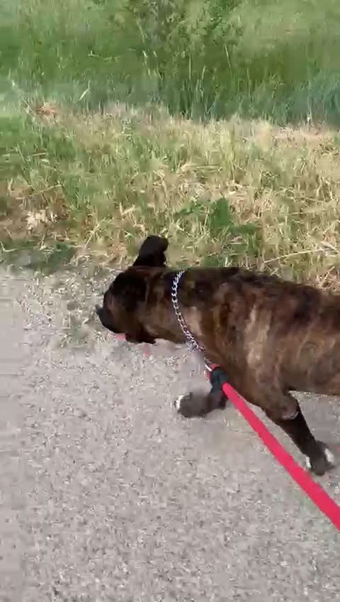 Meticcio cani in regalo: Una famiglia per Ronny - Video 3