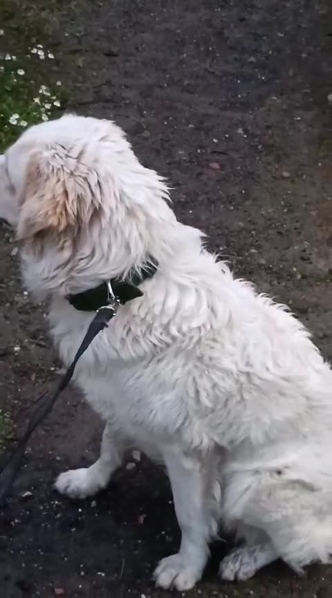 Meticcio cani in regalo: Jimmy, mini maremmano in canile - Video 3