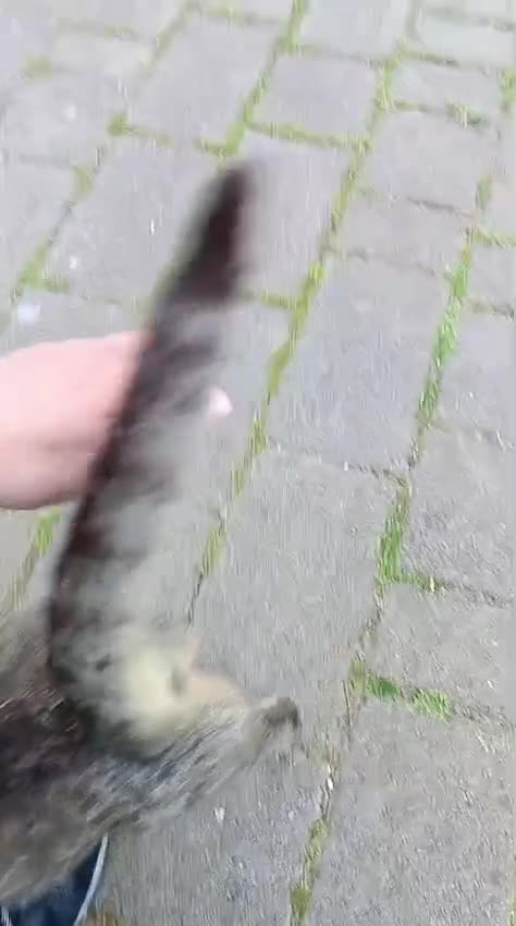 Meticcio gatti in regalo: Trilly gattina Fiv dolcissima a Città Metropolitana di Genova - Video 3