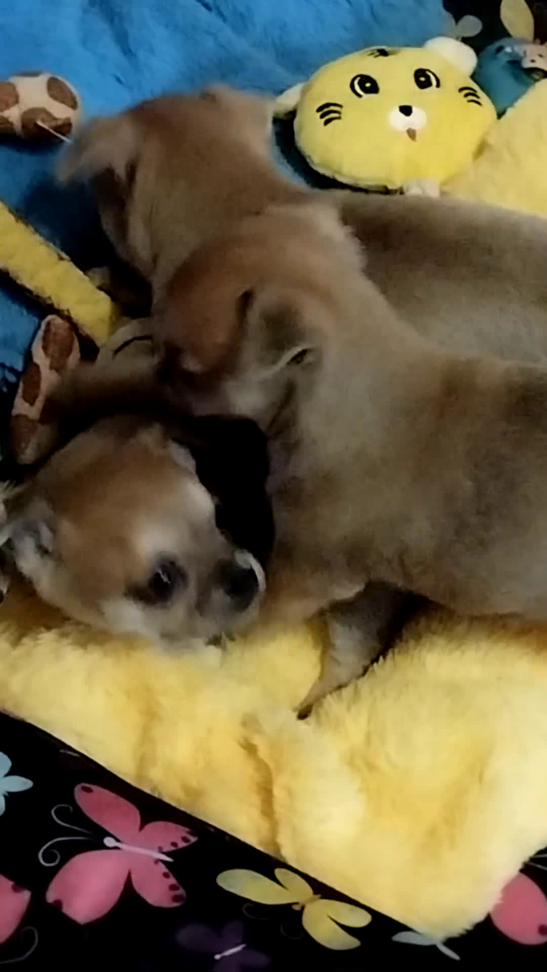 Meticcio cani in vendita: Cucciole  - Video 1