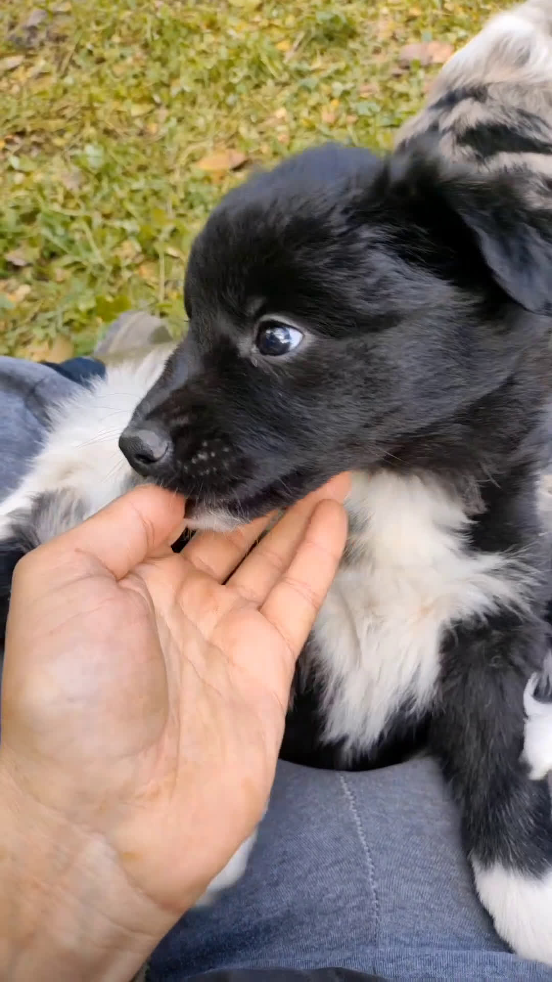 Border Collie cani in vendita: Cuccioli di Border Collie  - Video 2