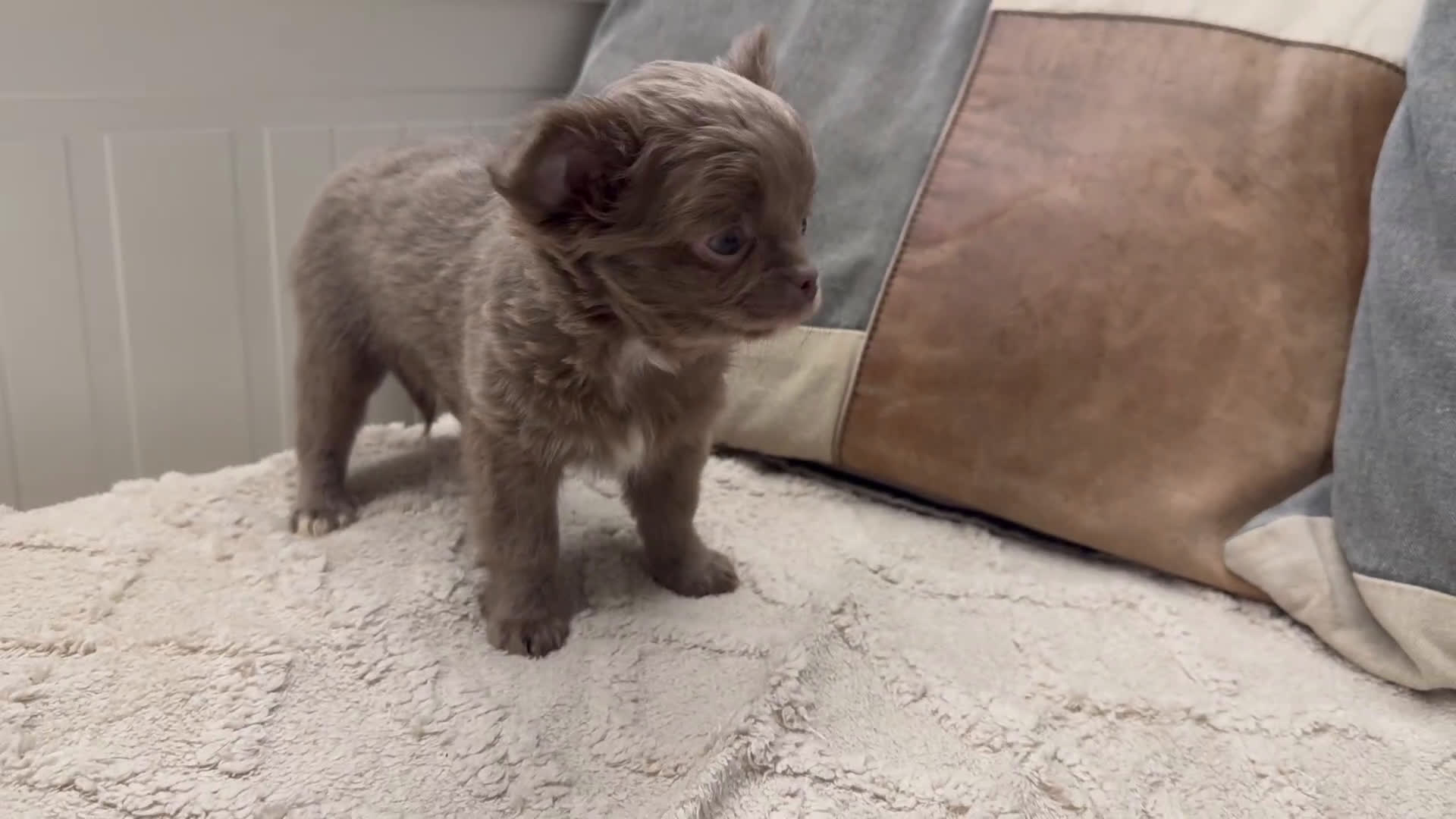 Chihuahua cani in vendita: Cucciola chihuahua pelo lungo lilac - Video 1