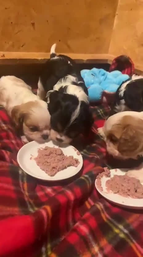 Cavalier King cani in vendita: Cuccioli di Cavalier King Charles Spaniel - Video 1