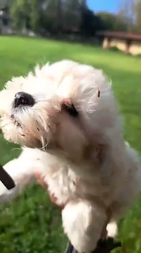 Maltipoo cani in vendita: ULTIMO CUCCIOLO MALTIPÒO BIANCO - Video 3