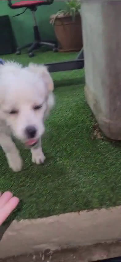 Volpino Italiano cani in regalo: Splendido simil volpino - COOKI - Video 2