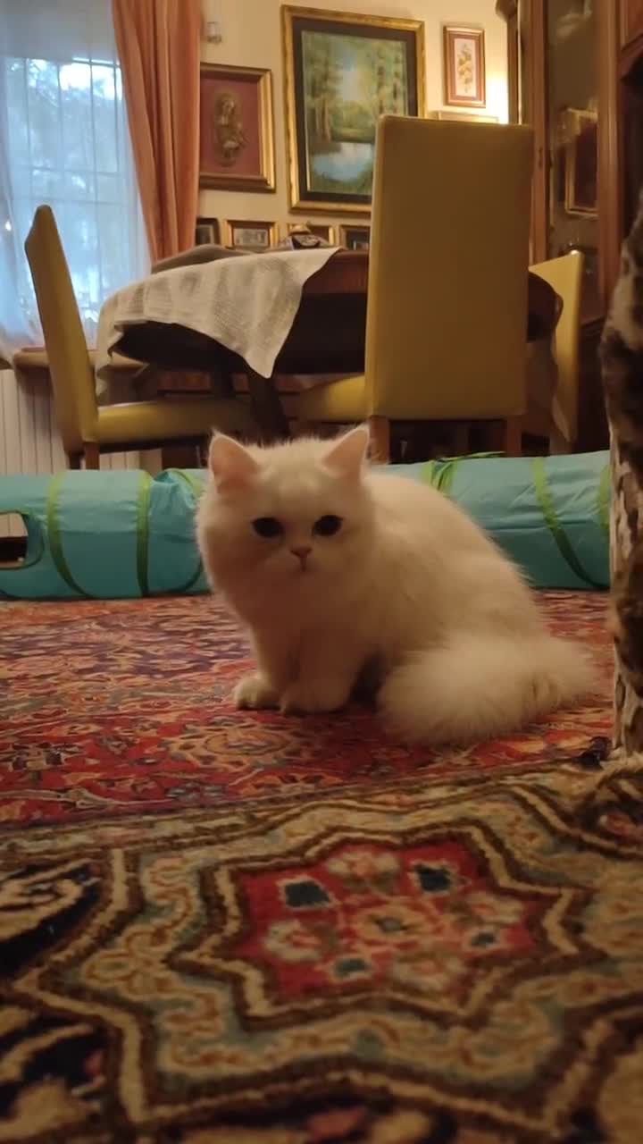 Persiano gatti in vendita: CUCCIOLI TABBY - CHICHILLA' SILVER e WHITE - Video 1