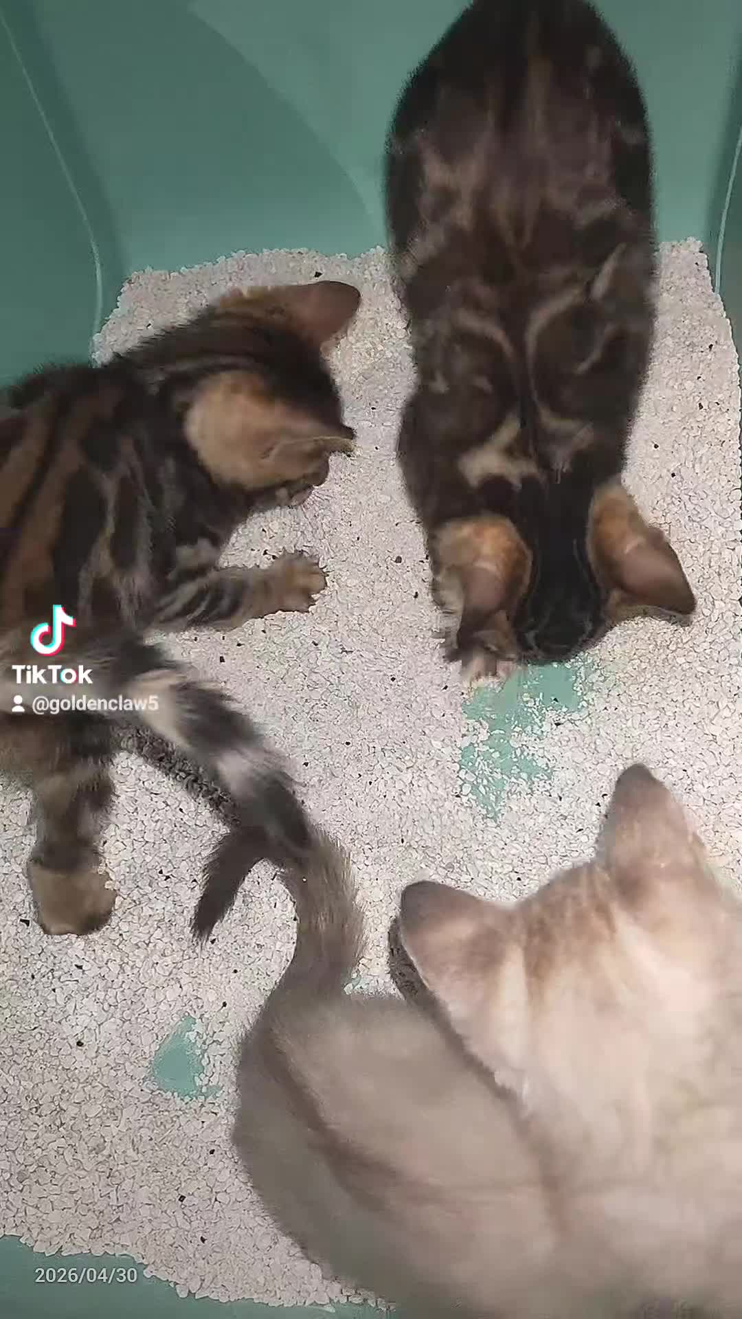 Bengala gatti in vendita: Cuccioli di Bengala disponibili  - Video 3