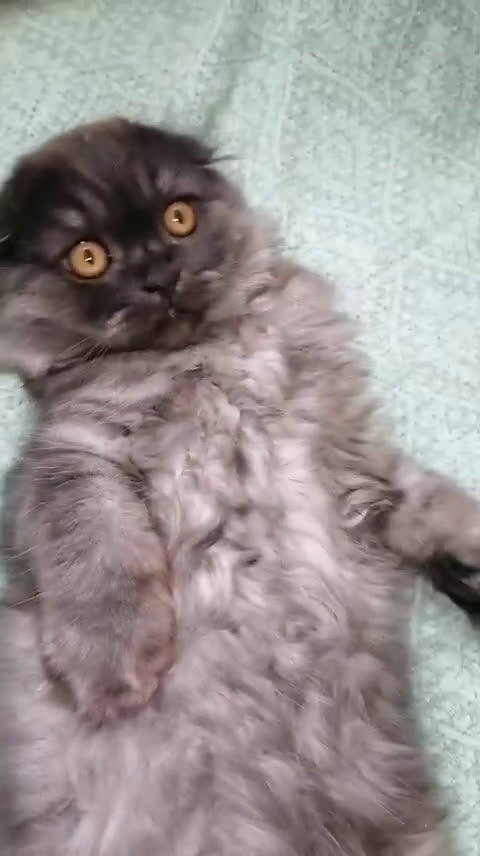 Scottish gatti in vendita: Scottish fold  a Provincia di Reggio Emilia - Video 3