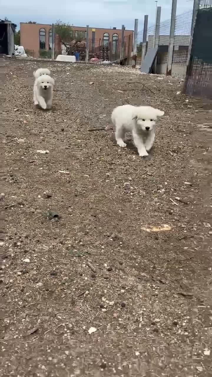 Pastore Abbruzzese Maremmano cani in vendita: Cuccioli maschi di pastore abruzzese - Video 3