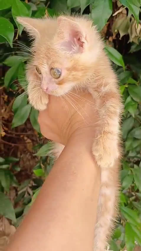 Europeo gatti in regalo:  Harry , un mese e mezzo di pura dolcezza! a Città metropolitana di Roma Capitale - Video 1