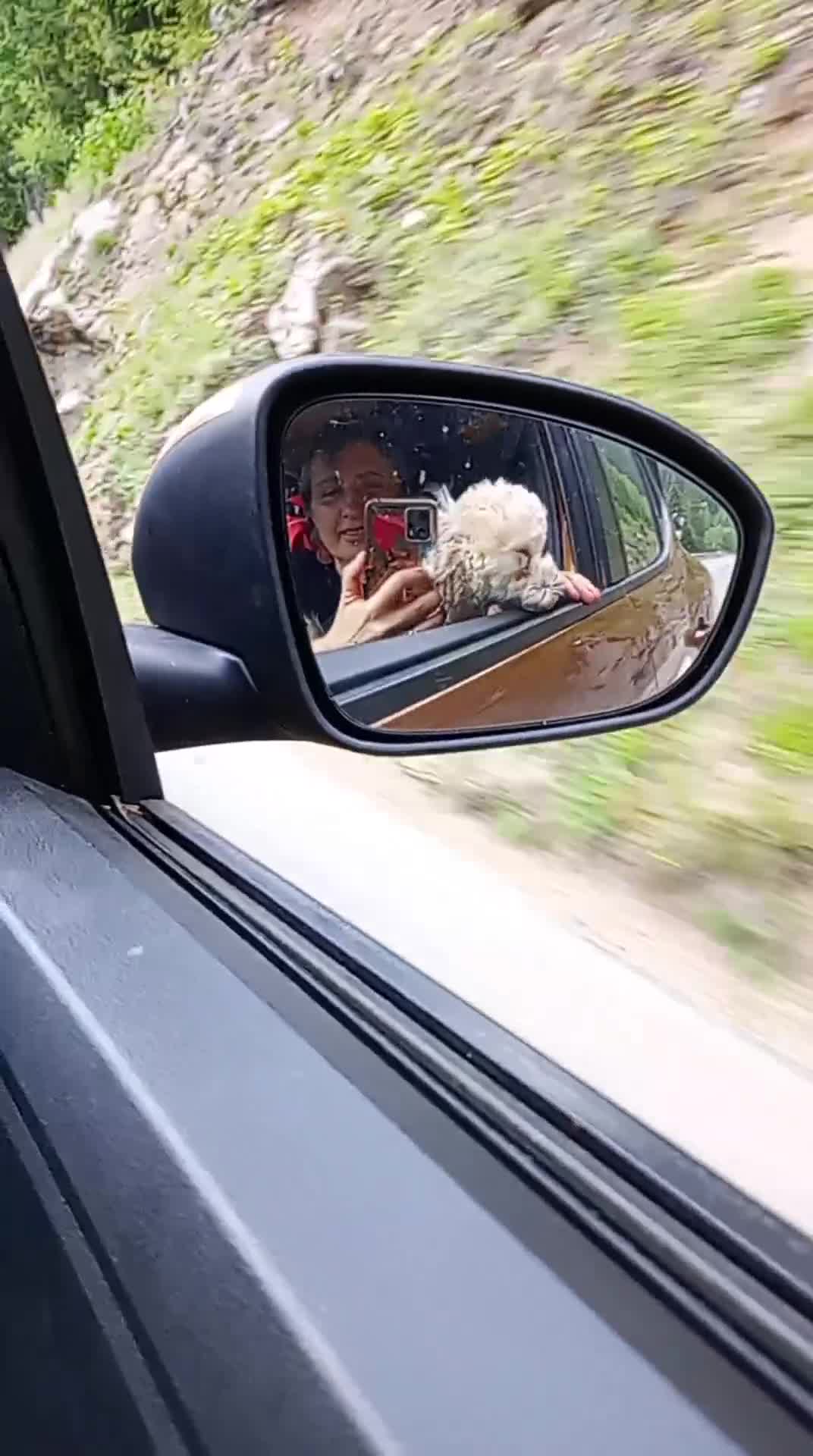 Barboncino Toy cani per accoppiamento: Disponibile barboncino toy per monta a Provincia di Bergamo - Video 4