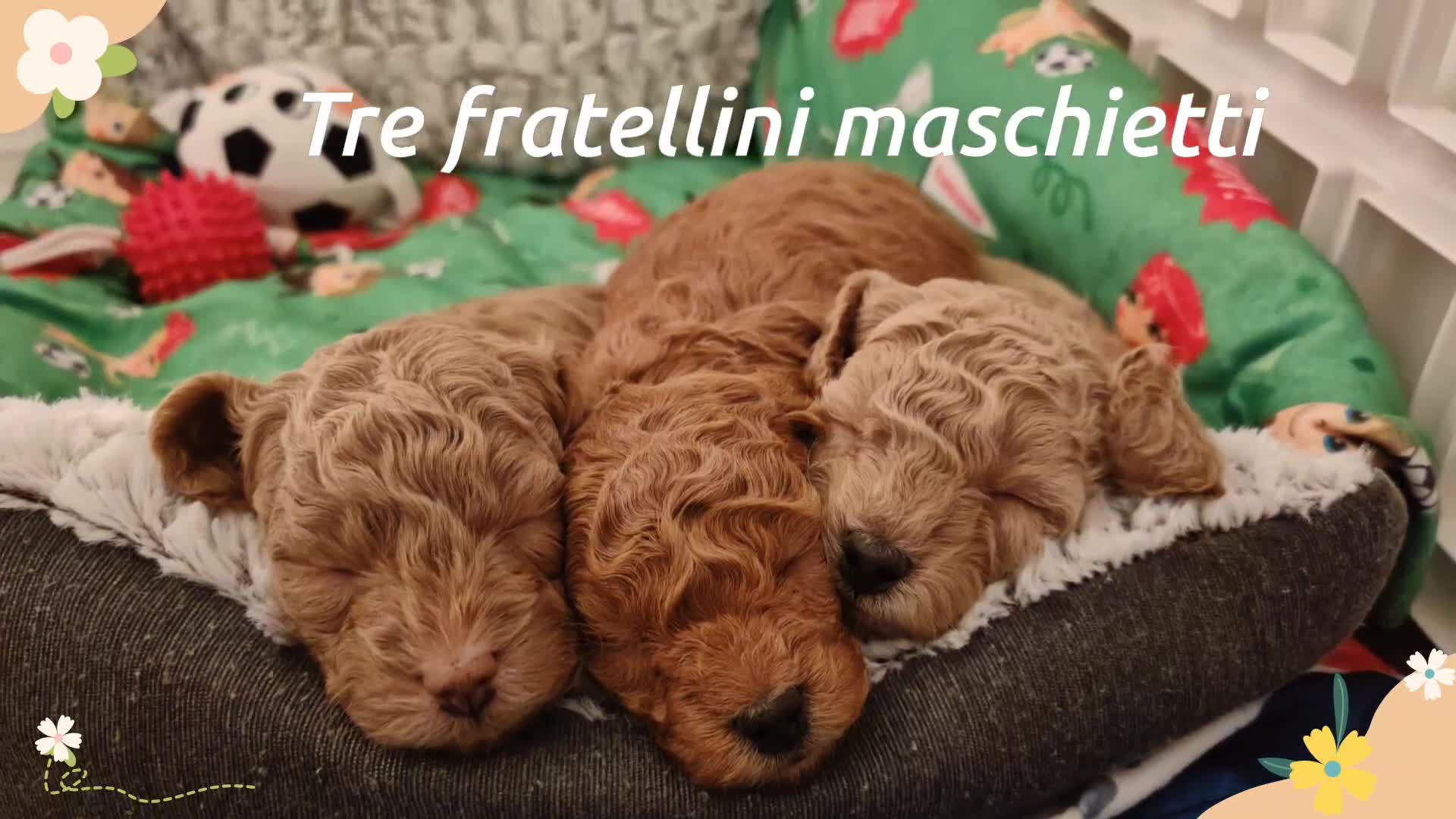 Barboncino Toy cani in vendita: Barboncino toy  - Video 1