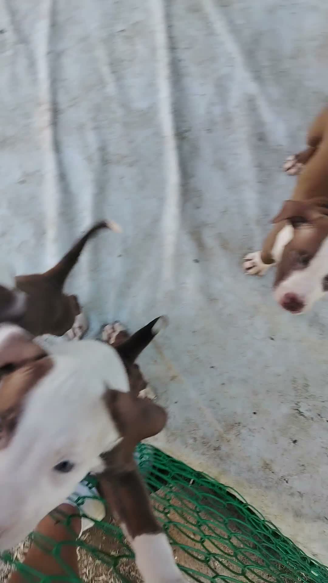 Pitbull cani in vendita: Cuccioli tipo Amstaff Pitbull  a Città metropolitana di Roma Capitale - Video 1