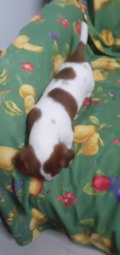Jack Russell cani in vendita: Stupendi cuccioki di Jack Russel - Video 1