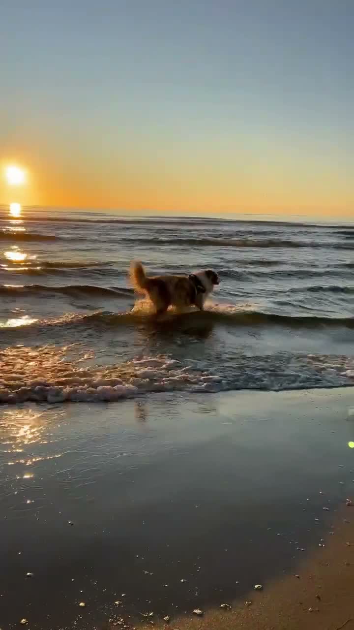Australian Shepherd cani per accoppiamento: Fidanzata per Tito - Video 2