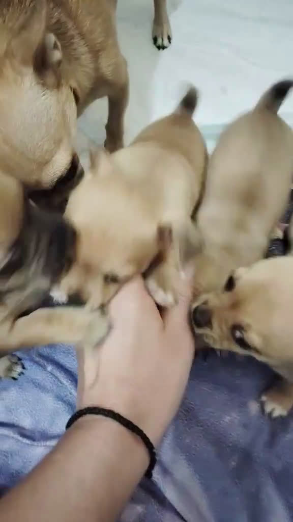 Chihuahua cani in vendita: Cuccioli di chihuahua  - Video 4