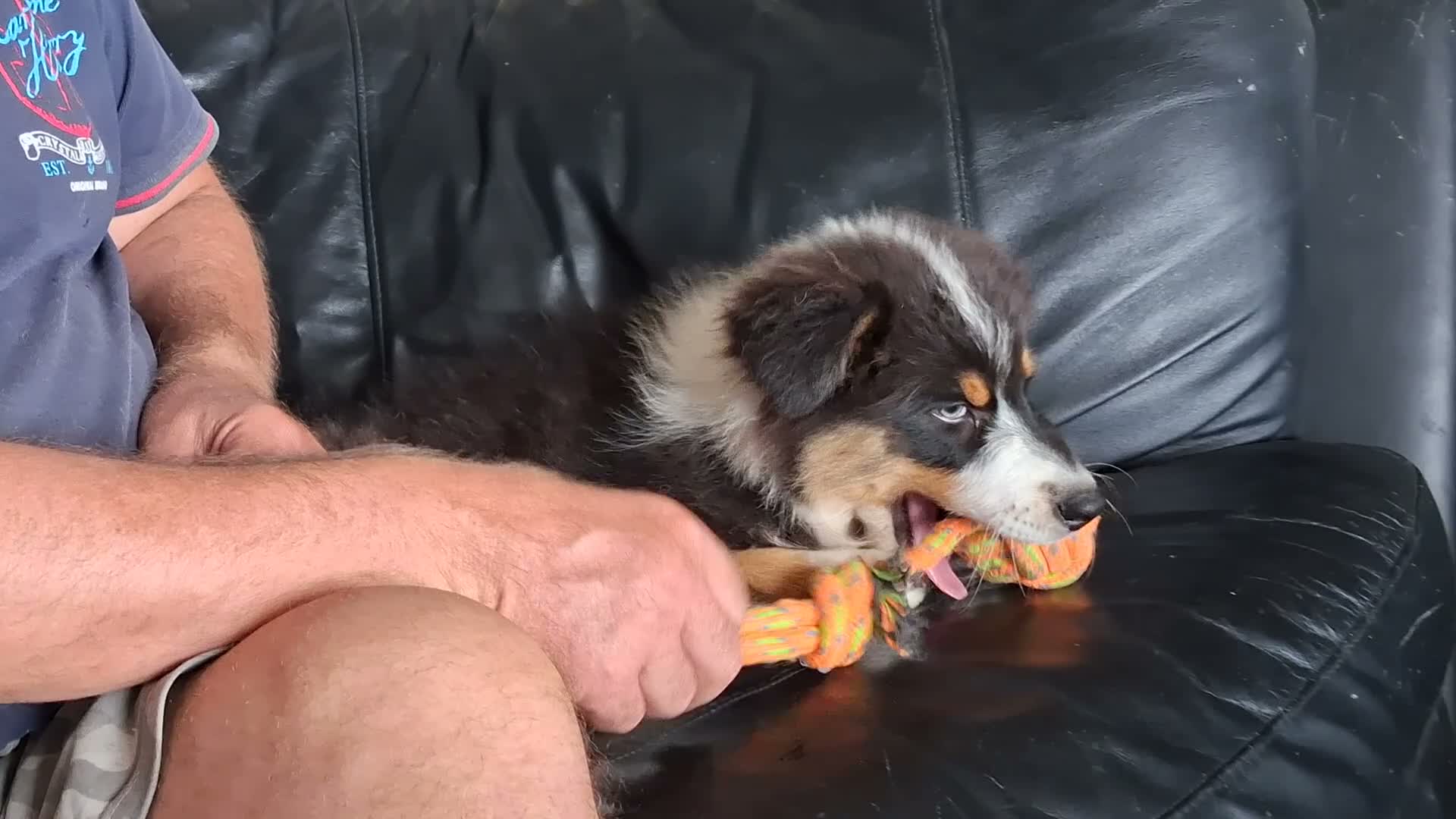 Australian Shepherd cani in vendita: cucciolo di Pastore Australiano - Video 1