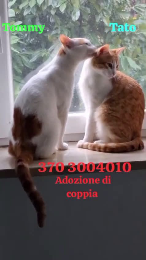 Europeo gatti in regalo: CI VOGLIONO SEPARARE !!! - Video 1