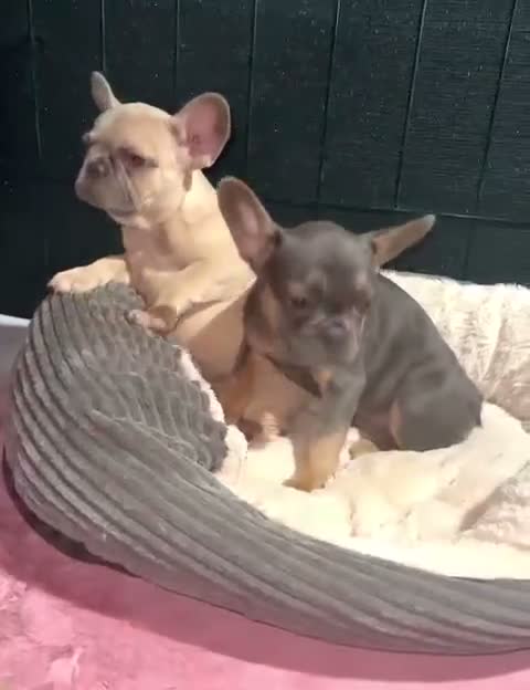 Bulldog Francese cani in vendita: Buldog - Video 1