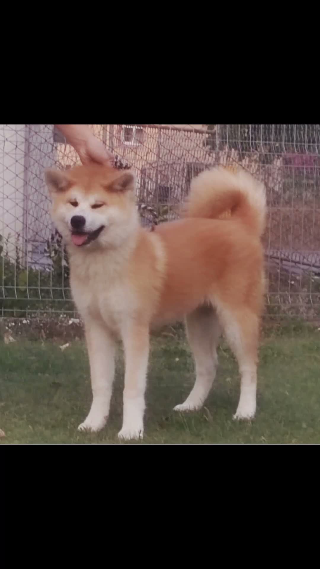 Akita Inu cani in vendita: Akita Inu femmina Rina da eccellenti linee FCI a Città metropolitana di Milano - Video 1