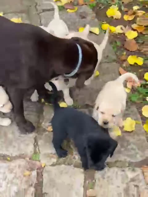 Labrador cani in vendita: Cucciola di labrador - Video 1