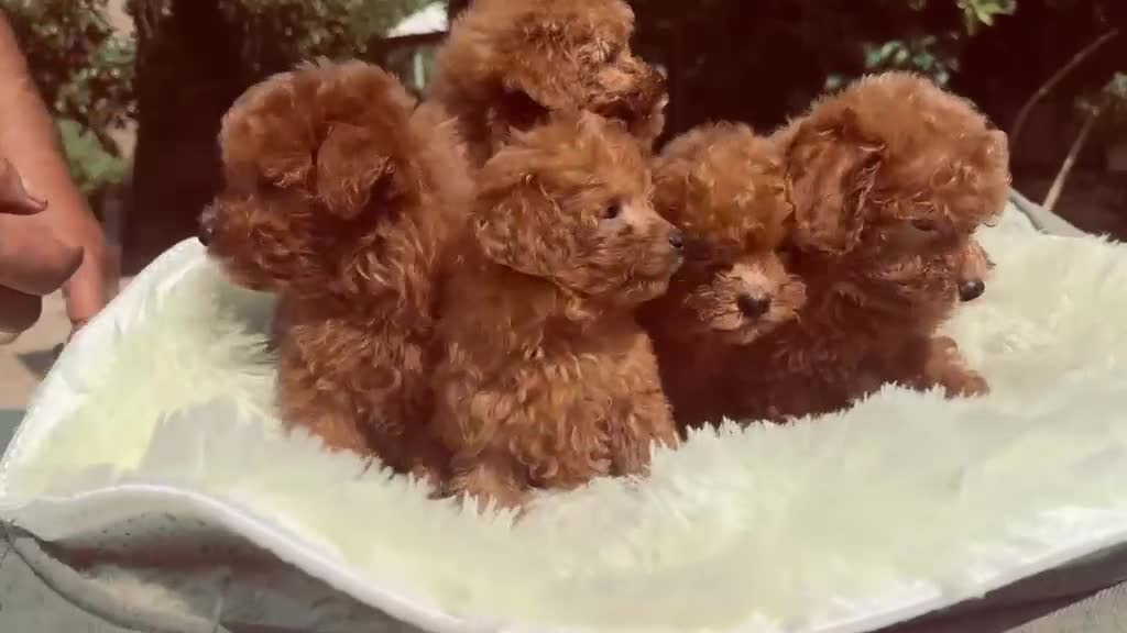 Barboncino Toy cani in vendita: Barboncino toy - Video 1