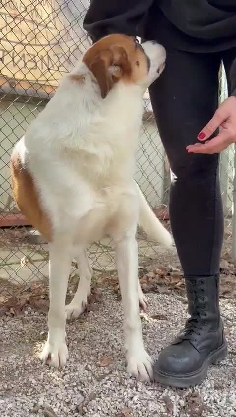 Meticcio cani in regalo: Miche: 2 anni, socievole e affettuoso  - Video 2