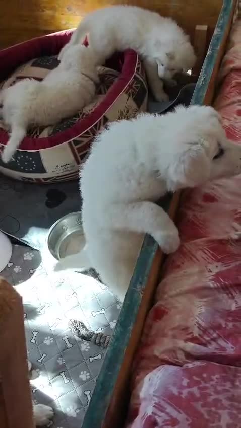 Pastore Svizzero cani in vendita: Adorabili cuccioli di pastore svizzero a Provincia di Bergamo - Video 1