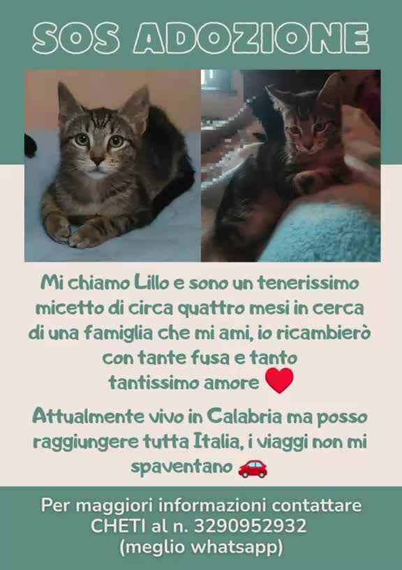 Meticcio gatti in regalo: TENERISSIMO MICIO 🐈‍⬛ CERCA CASA 🏡!!!!! - Video 1