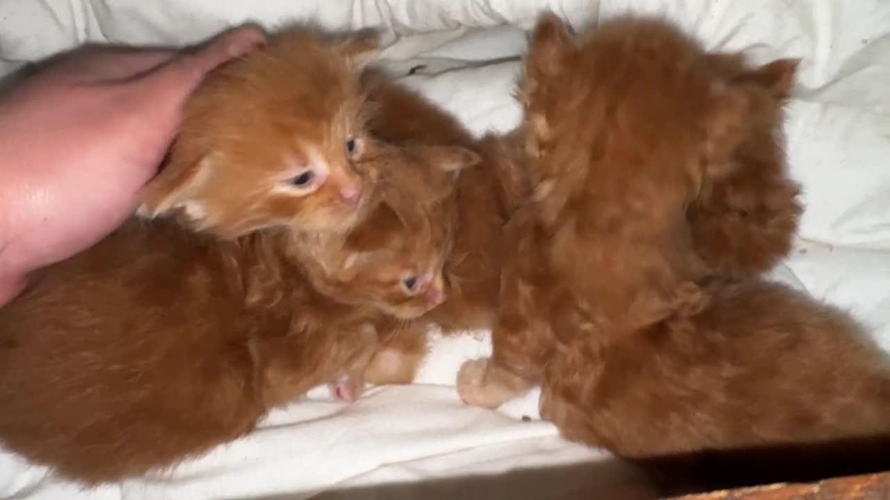 Maine Coon gatti in vendita: Maine coon cuccioli (Austin X Bastet) - Video 4