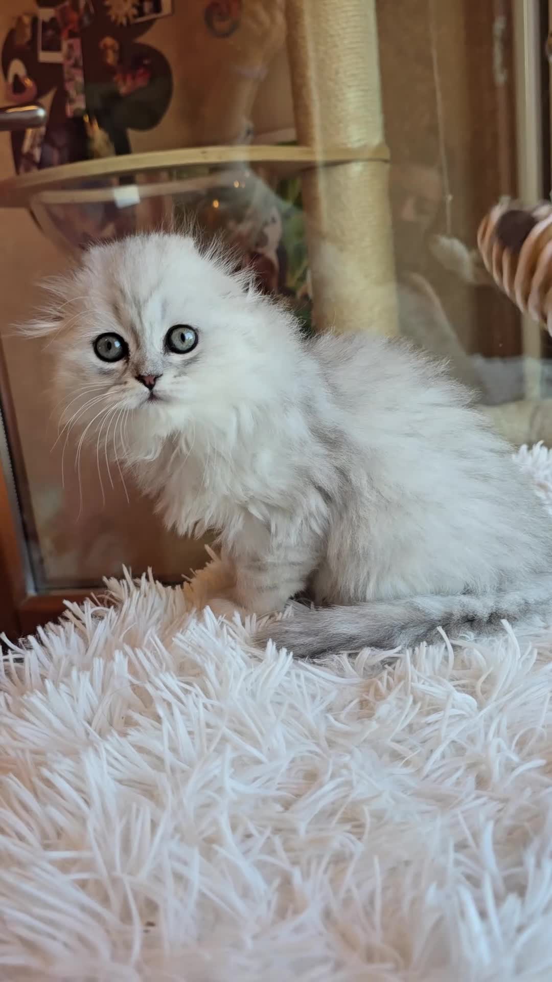 Scottish gatti in vendita: Maschietto e femminuccia scottish - Video 2