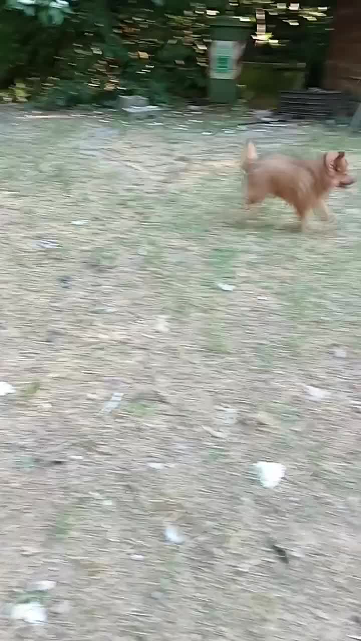 Spitz cani in vendita: Spitz tedesco piccolo volpino  - Video 1