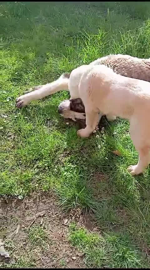 Pastore Asia Centrale cani in vendita: PASTORI ASIA CENTRALE - Video 4