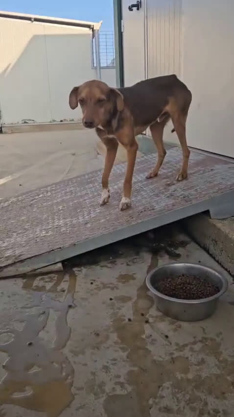 Meticcio cani in regalo: Lupo: cucciolotto taglia piccola socievole  a Città Metropolitana di Genova - Video 2