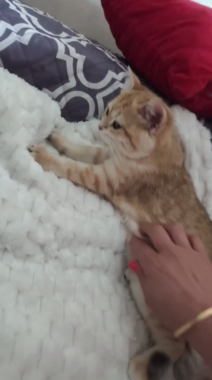 Scottish gatti in vendita: Cuccioli Scottih Straight  a Provincia di Pordenone - Video 2