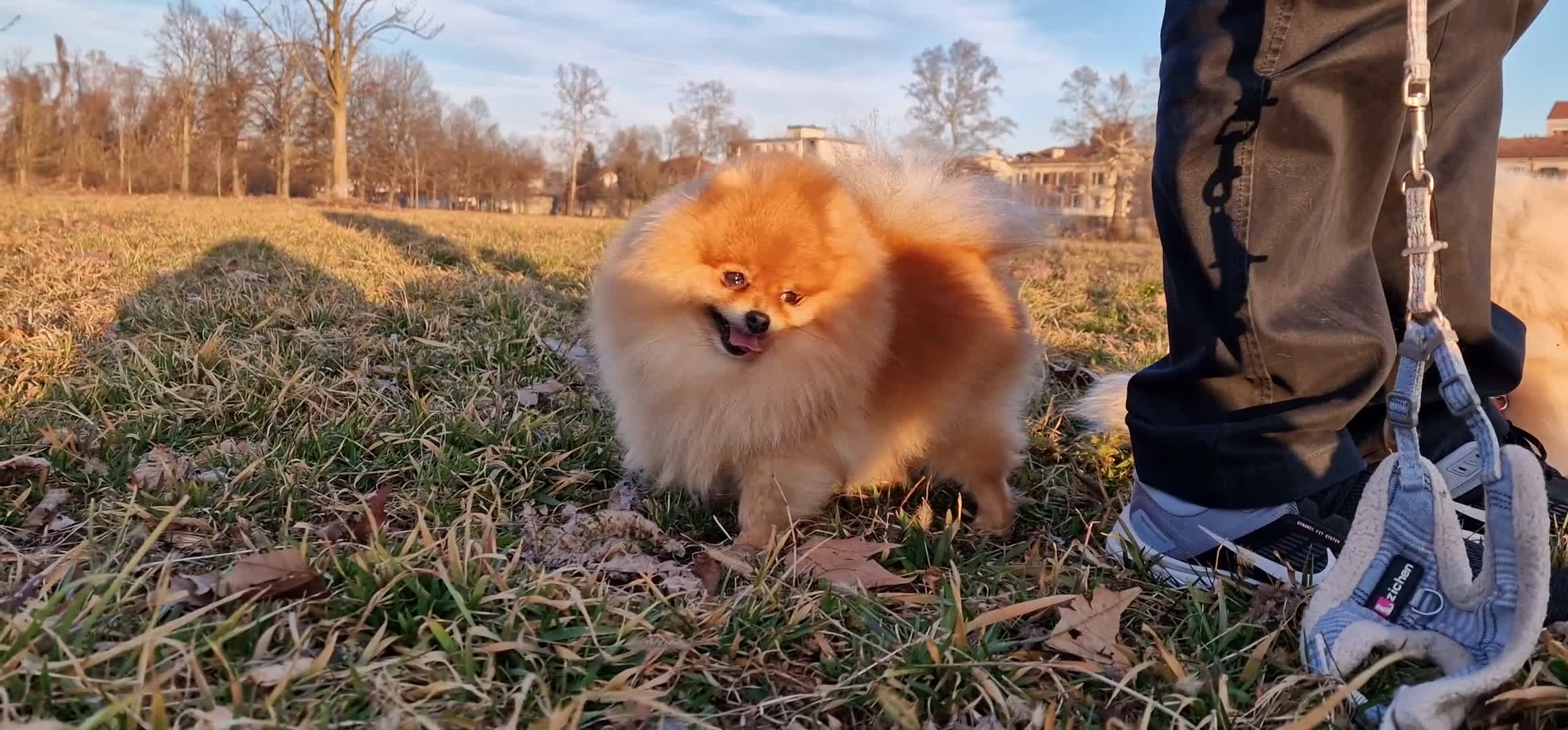 Spitz cani in regalo: Spitz tedesco NANO Pomerania  a Provincia di Monza e della Brianza - Video 1