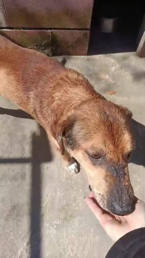 Meticcio cani in regalo: DJANGO a Provincia di Avellino - Video 1