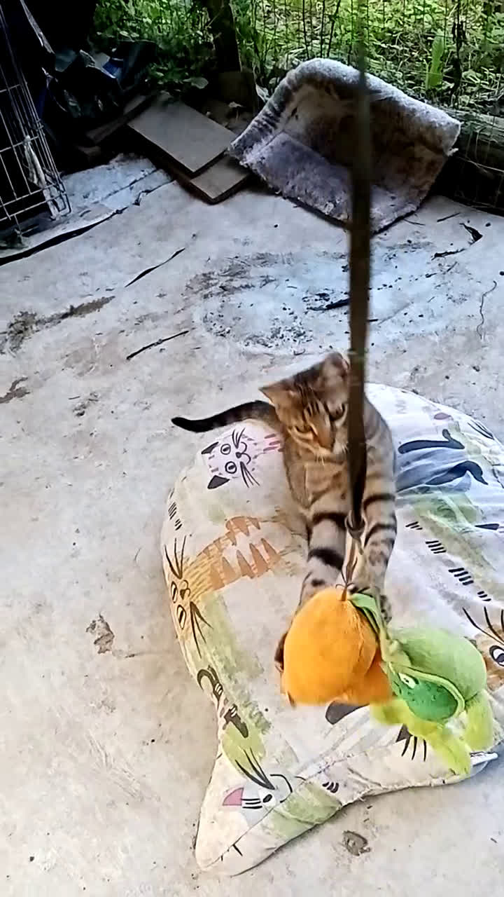 Altre razze gatti in regalo: Bellissimo tigratino a pelo corto - Video 4